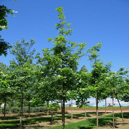Urban Pinnacle® Oak