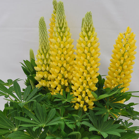 Yellow Lupin