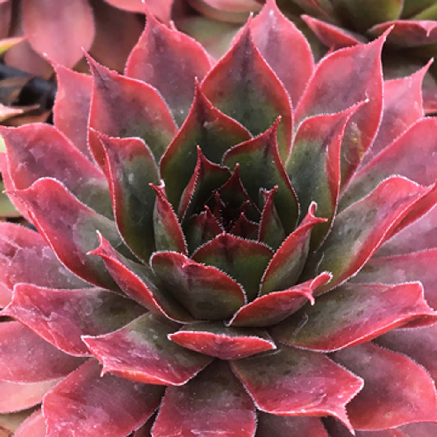 Autumn Apple Hens and Chicks