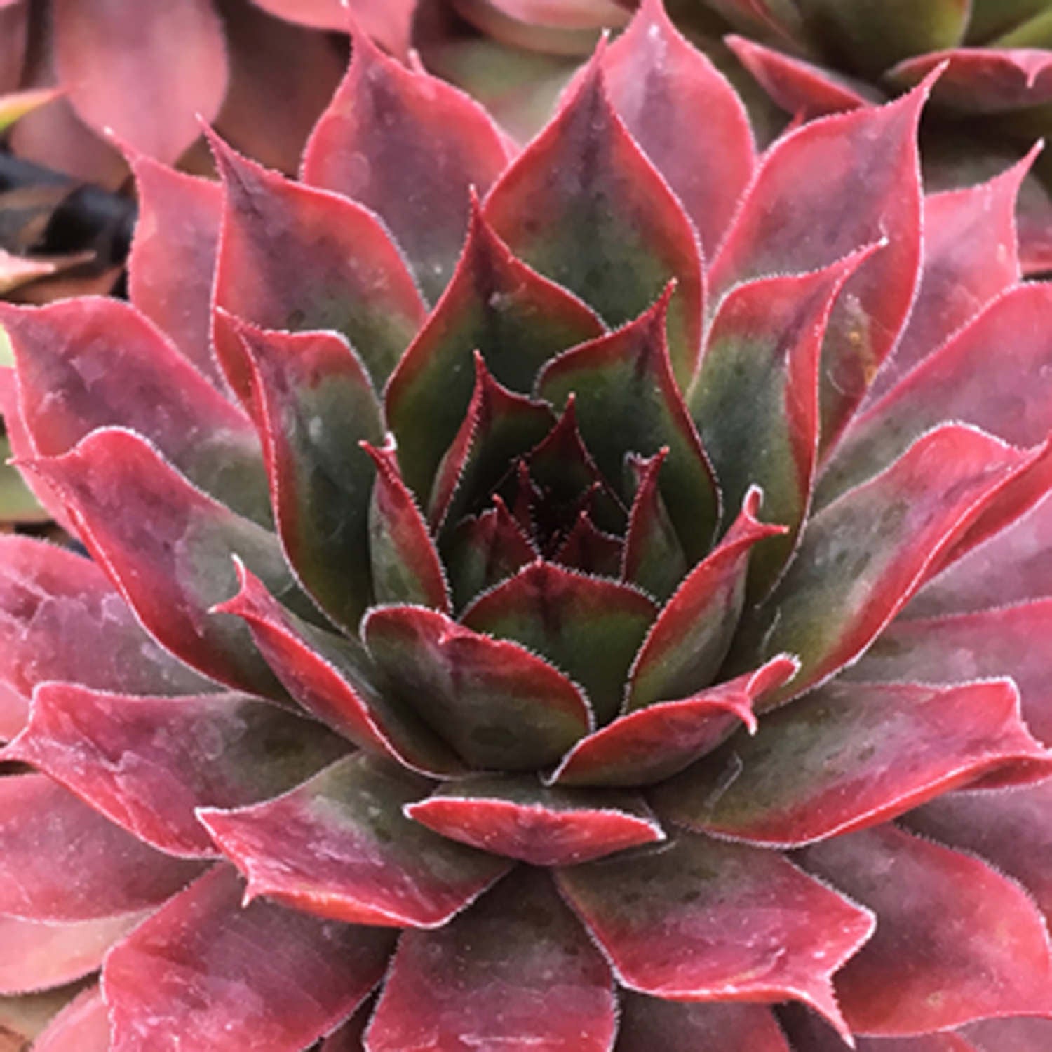 Autumn Apple Hens and Chicks