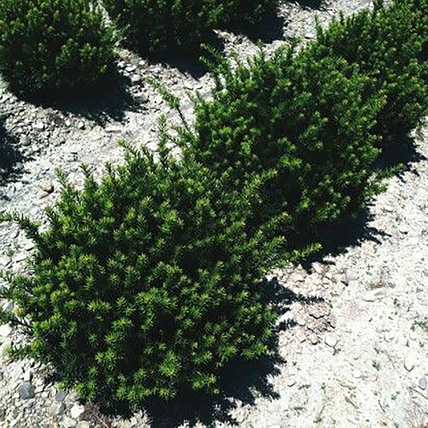 Fairview Yew
