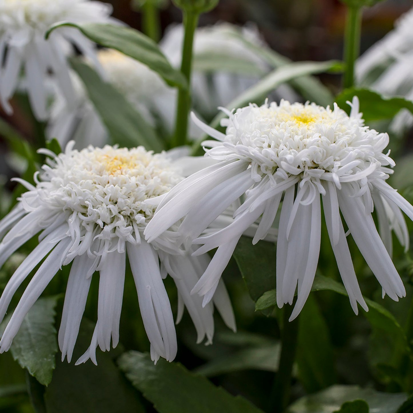 Carpet Angel Shasta Daisy
