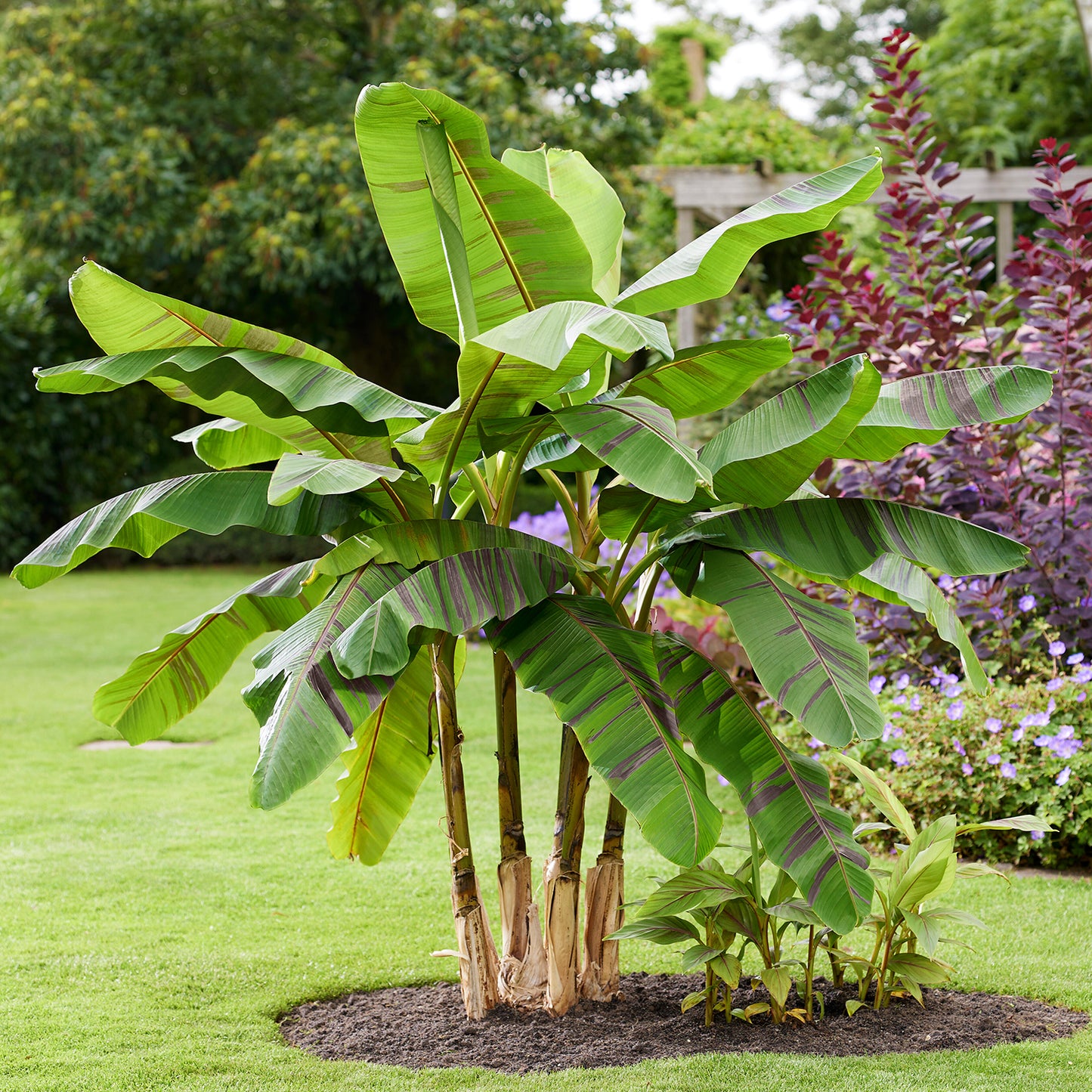 Ever Red Hardy Darjeeling Banana