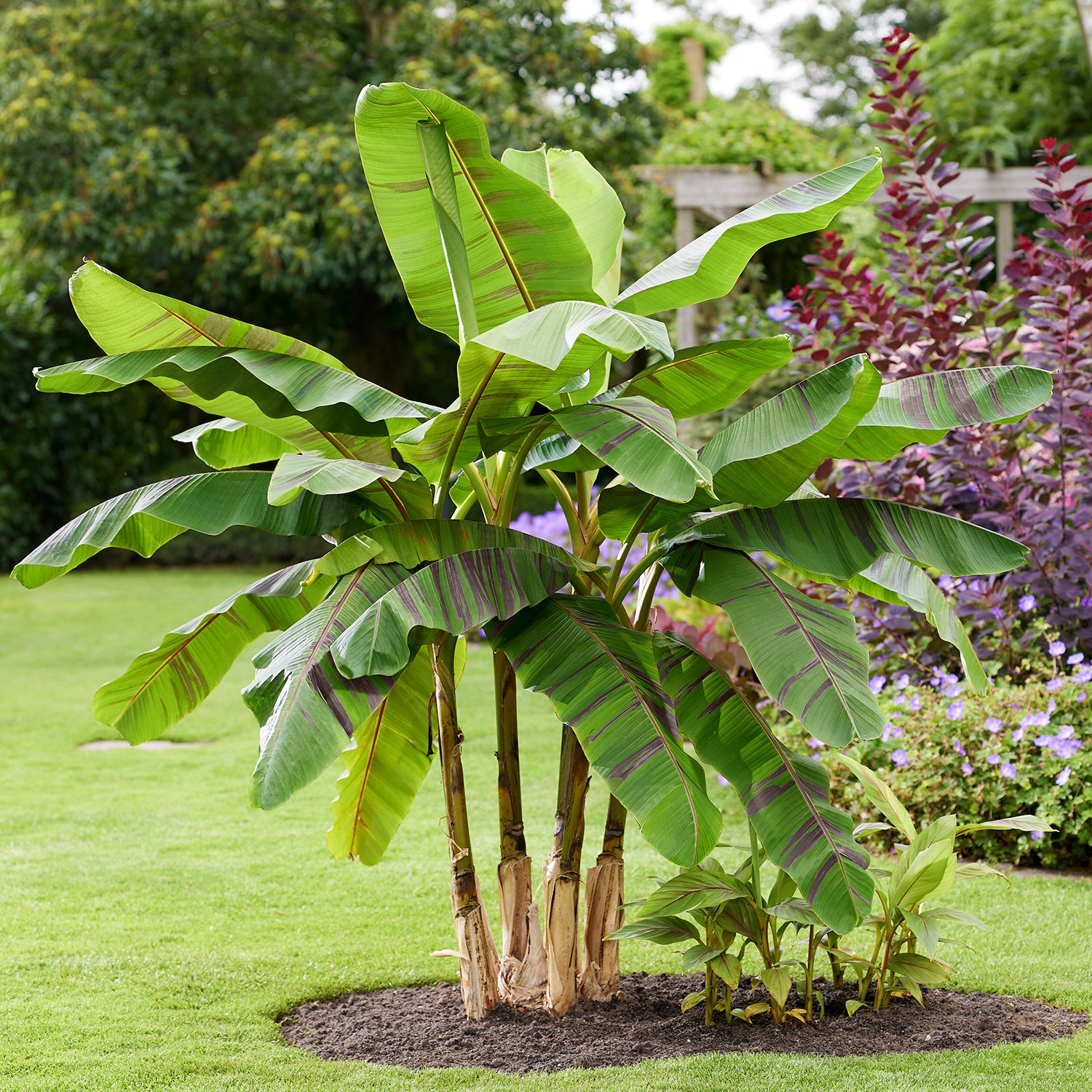 Ever Red Hardy Darjeeling Banana