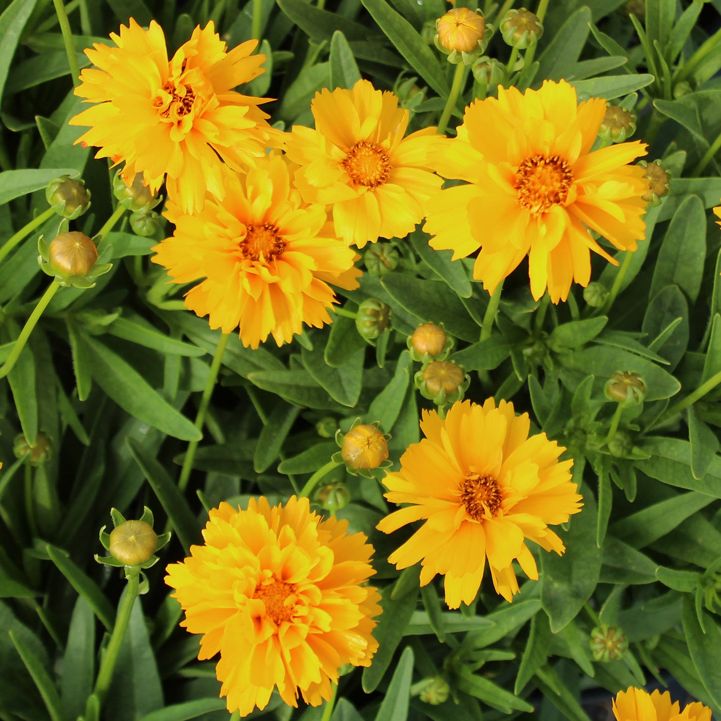 Early Sunrise Tickseed