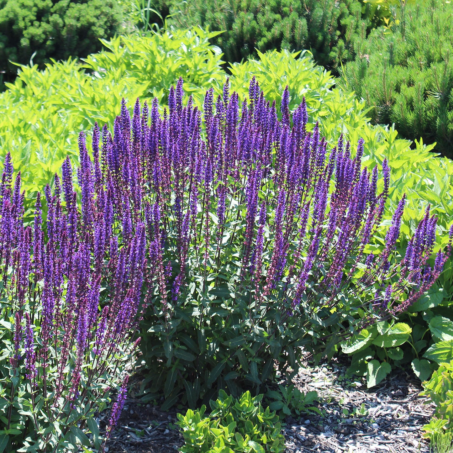 New Dimension Blue Sage