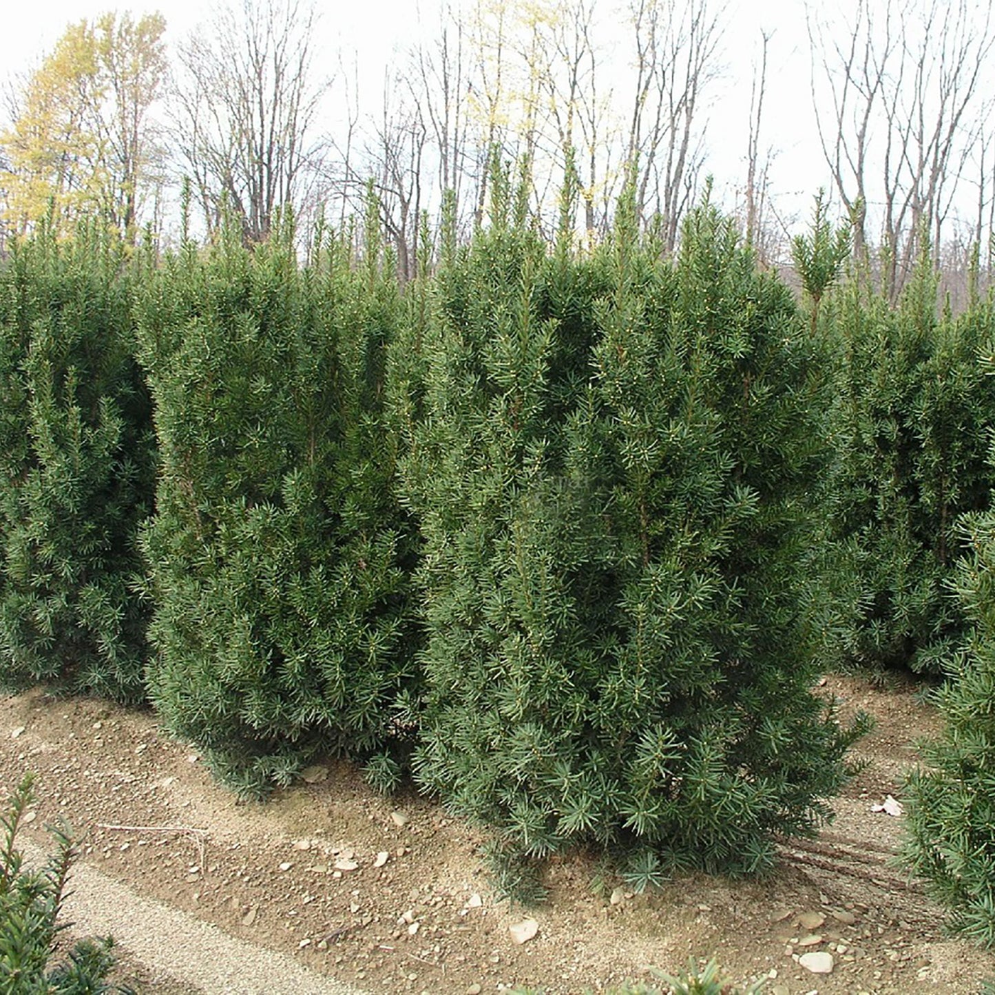 Nova Japanese Yew