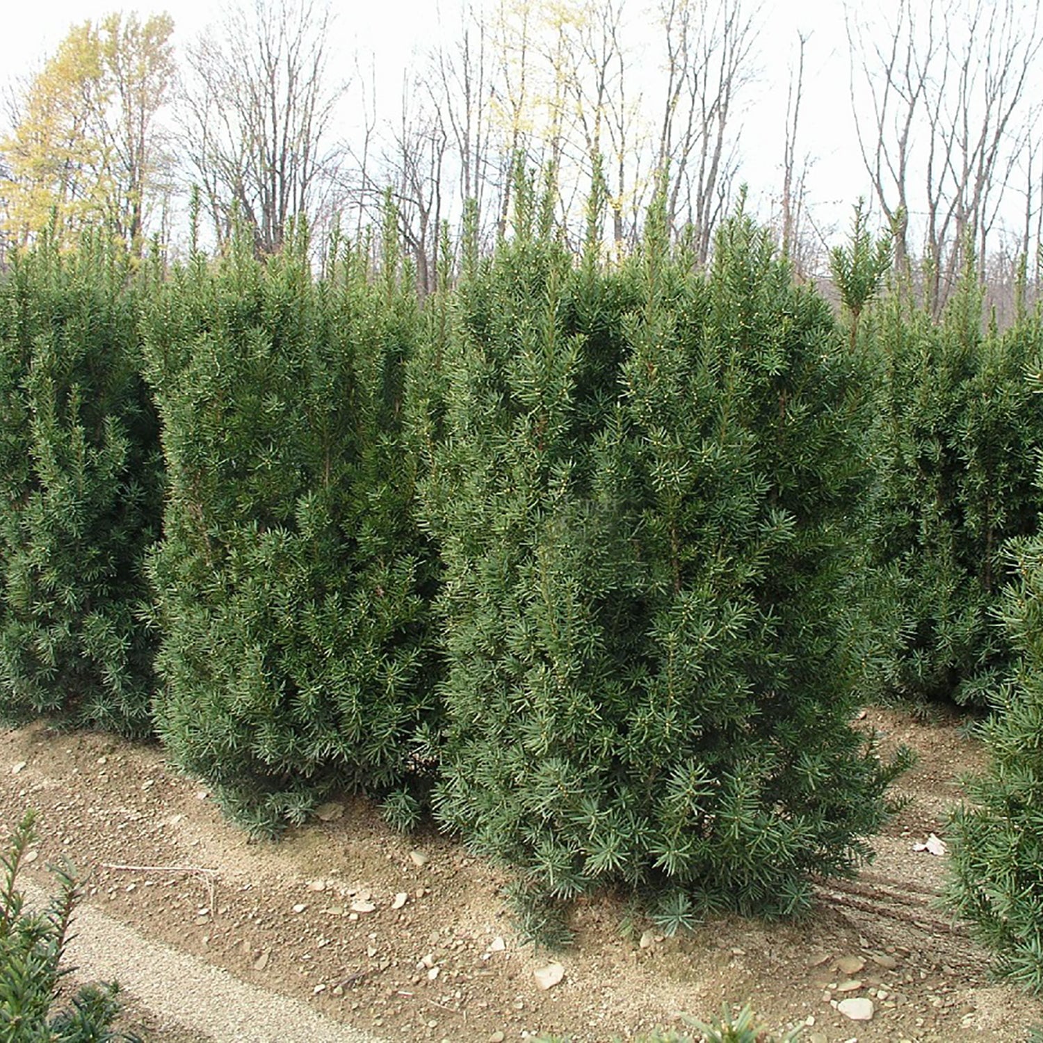 Nova Japanese Yew