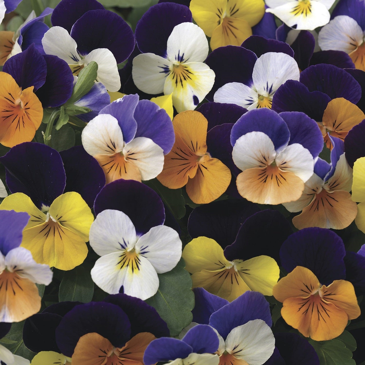 Penny Perennial Pansy