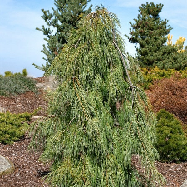 Angel Falls White Pine