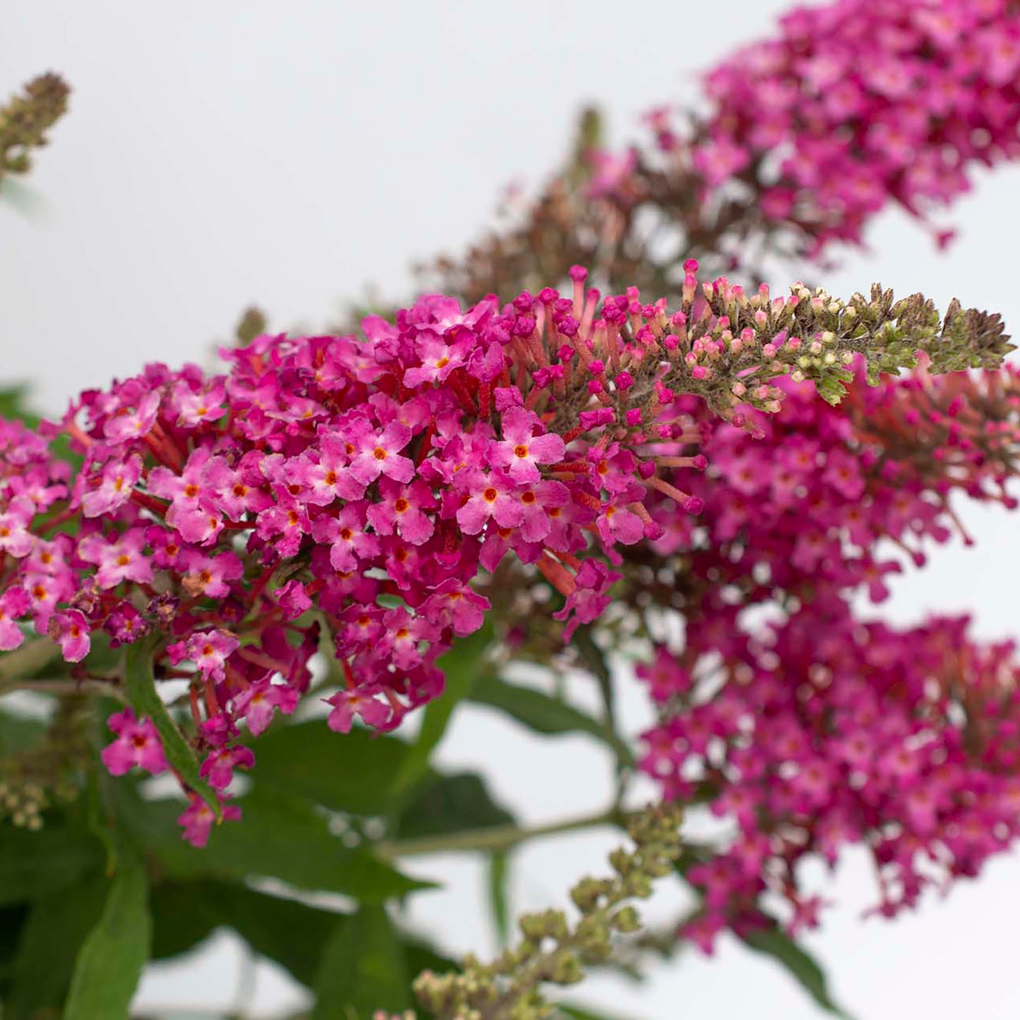 Dapper Pink Butterfly Bush