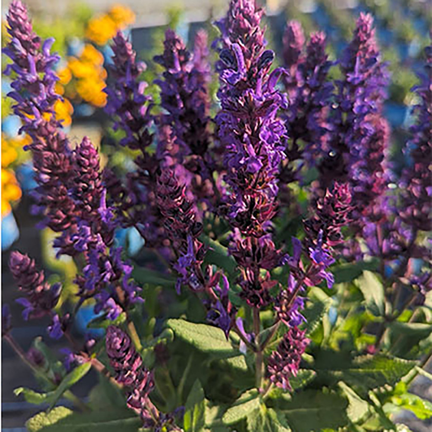 Perpetual Purple™ Sage