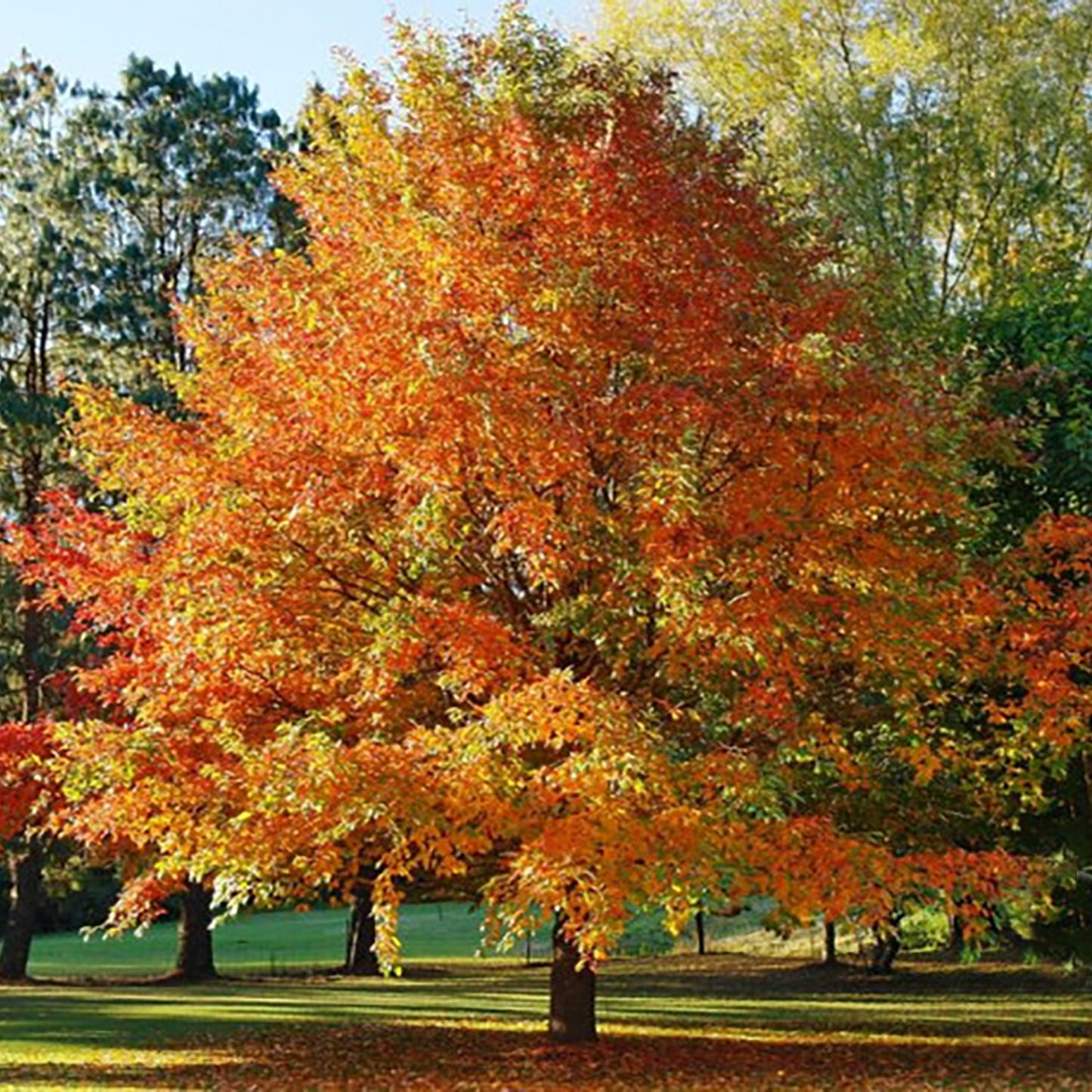Black Gum Tree