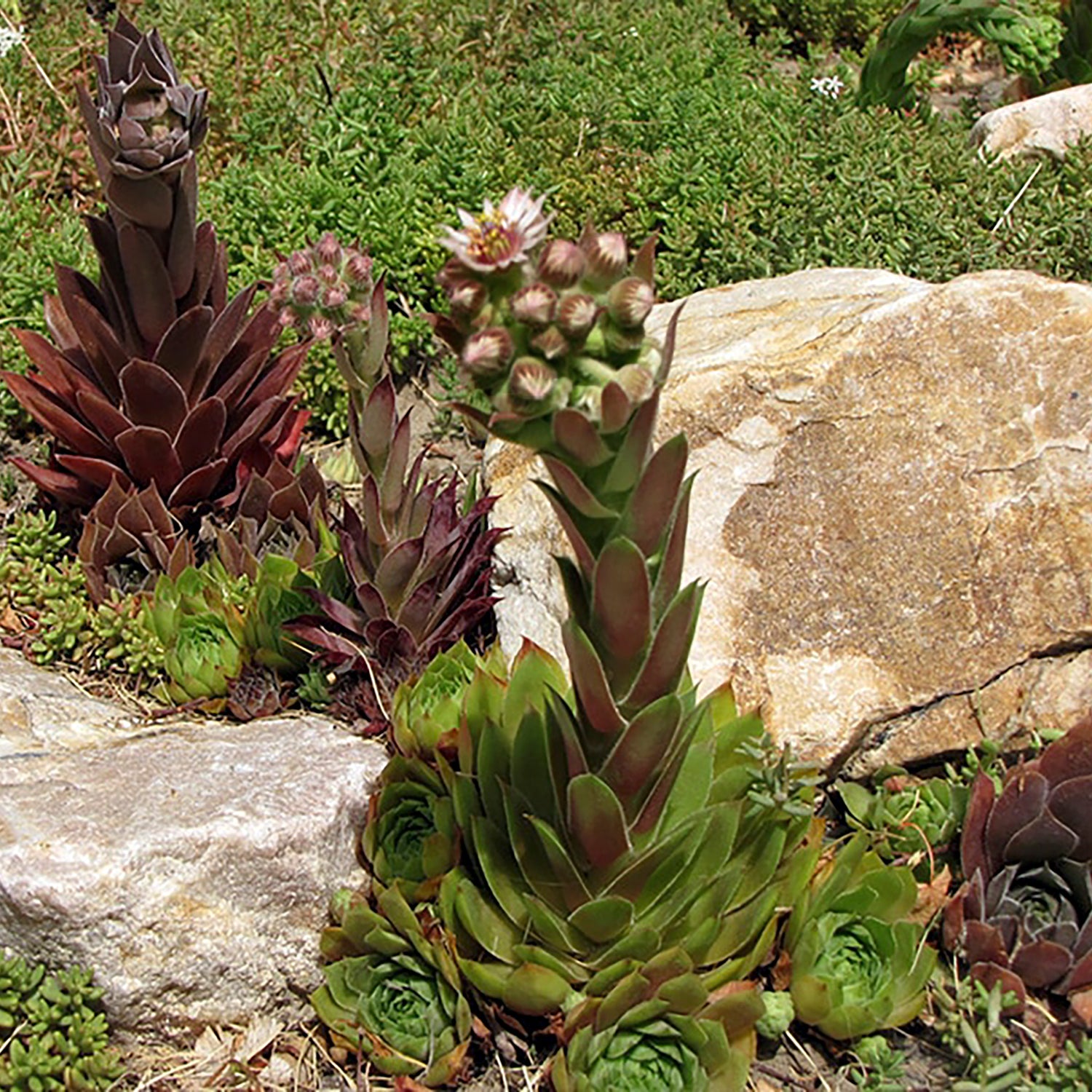 Sunset Hens and Chicks