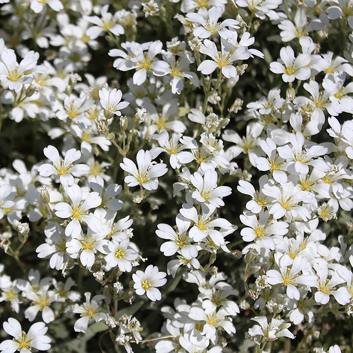 Snow in Summer