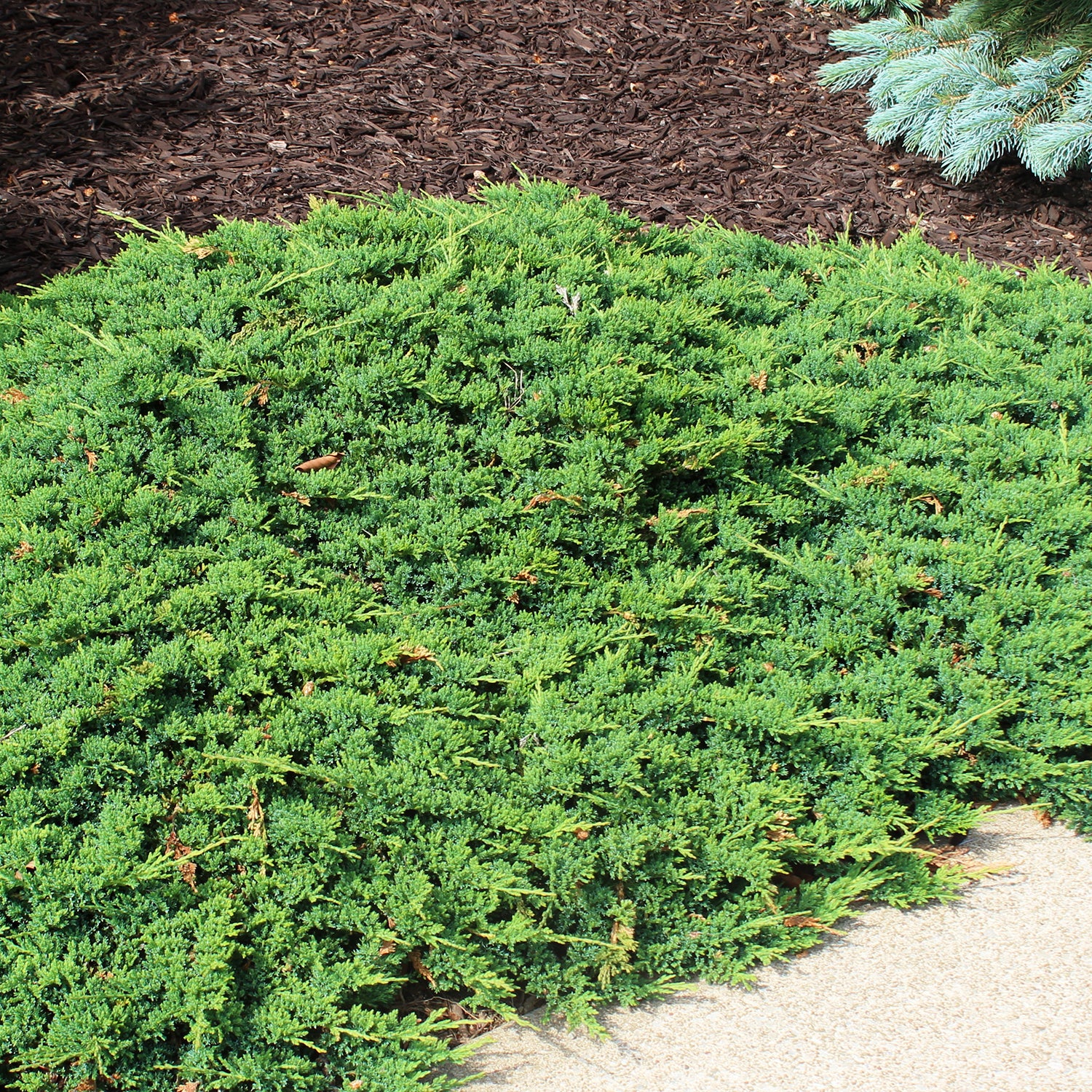 Green Carpet Juniper