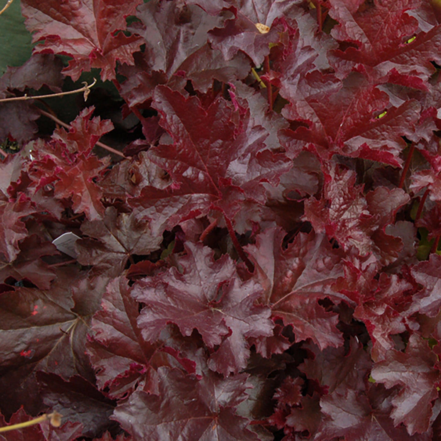 Chocolate Ruffles Coral Bells