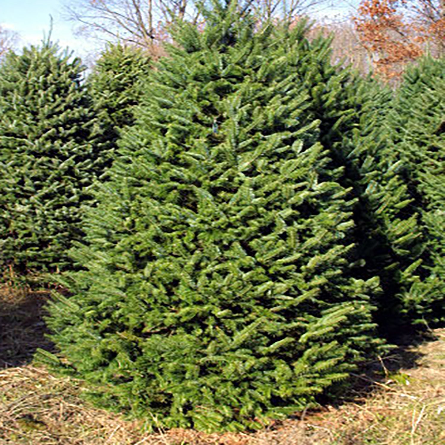 Balsam Fir