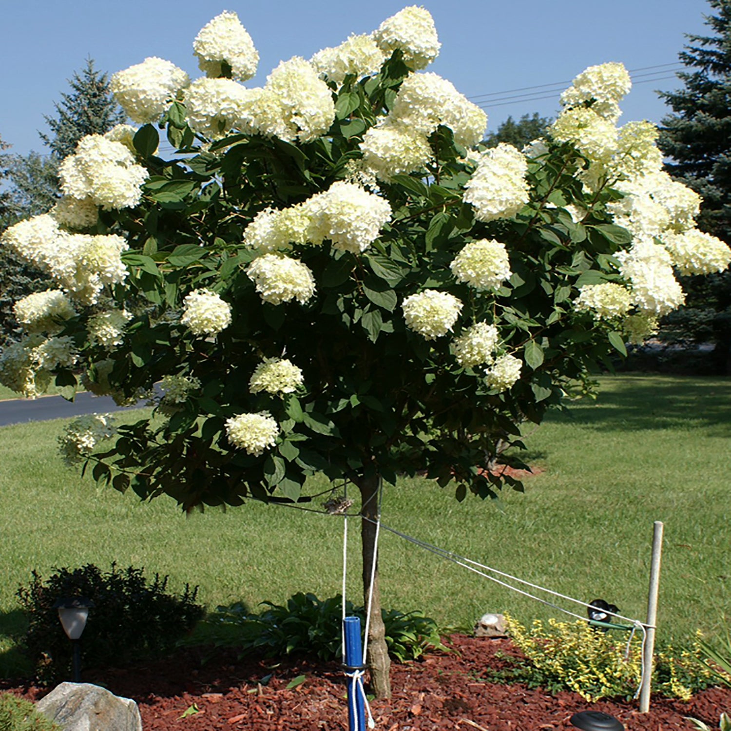 Little Lime™  Tree Hydrangea