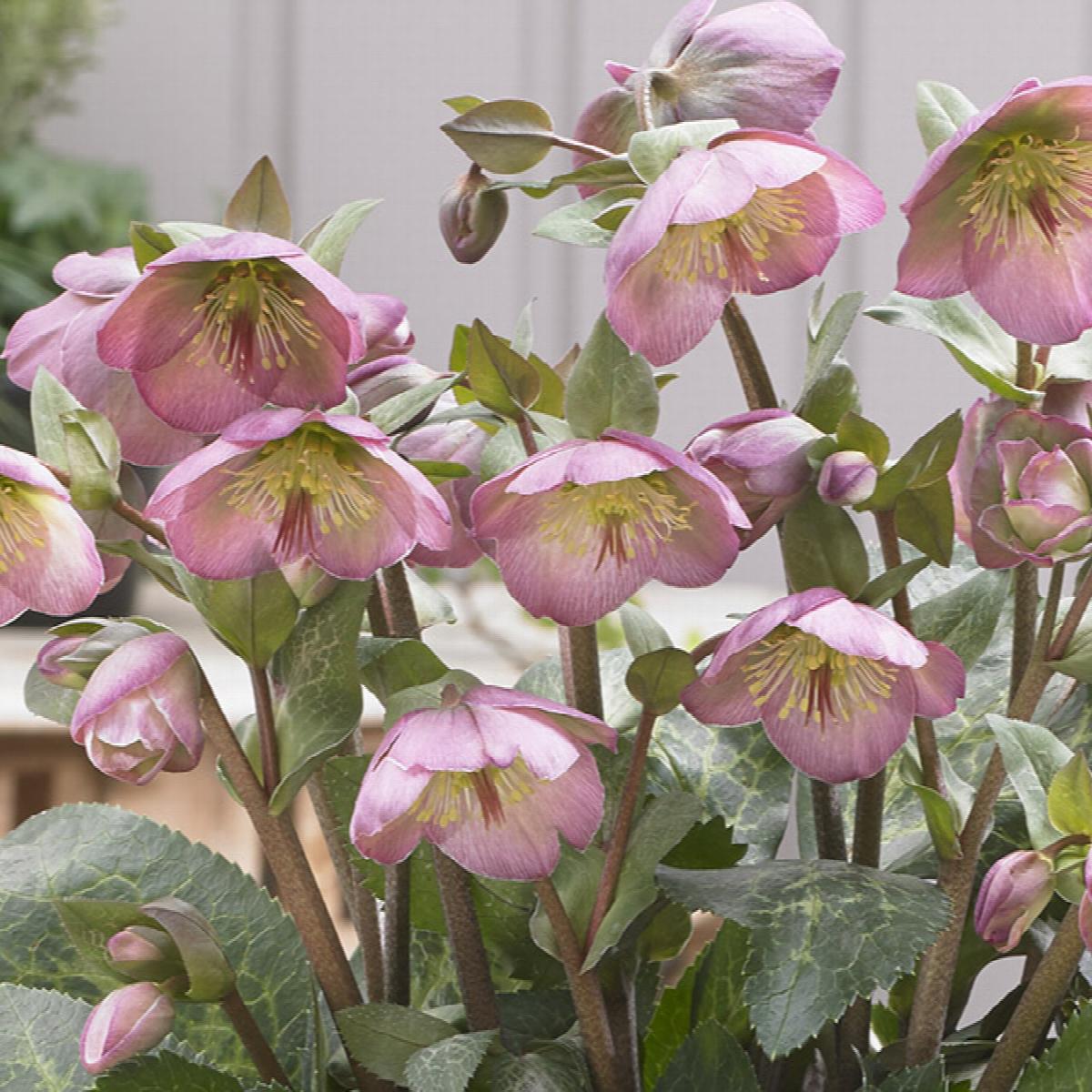 Dorothy's Dawn Lenten Rose