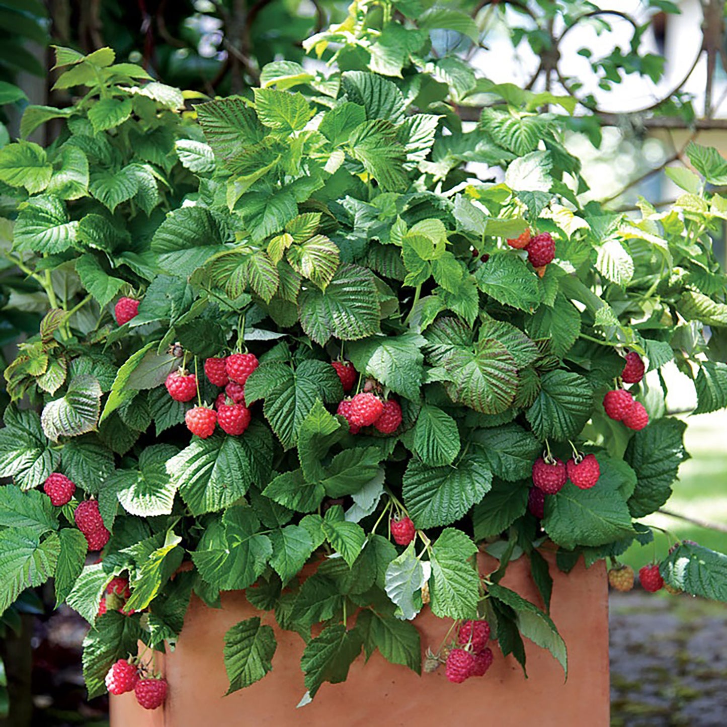 Raspberry Shortcake™ Thornless Raspberry