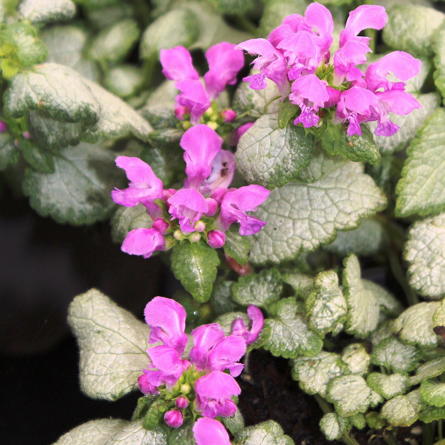 Red Nancy Deadnettle