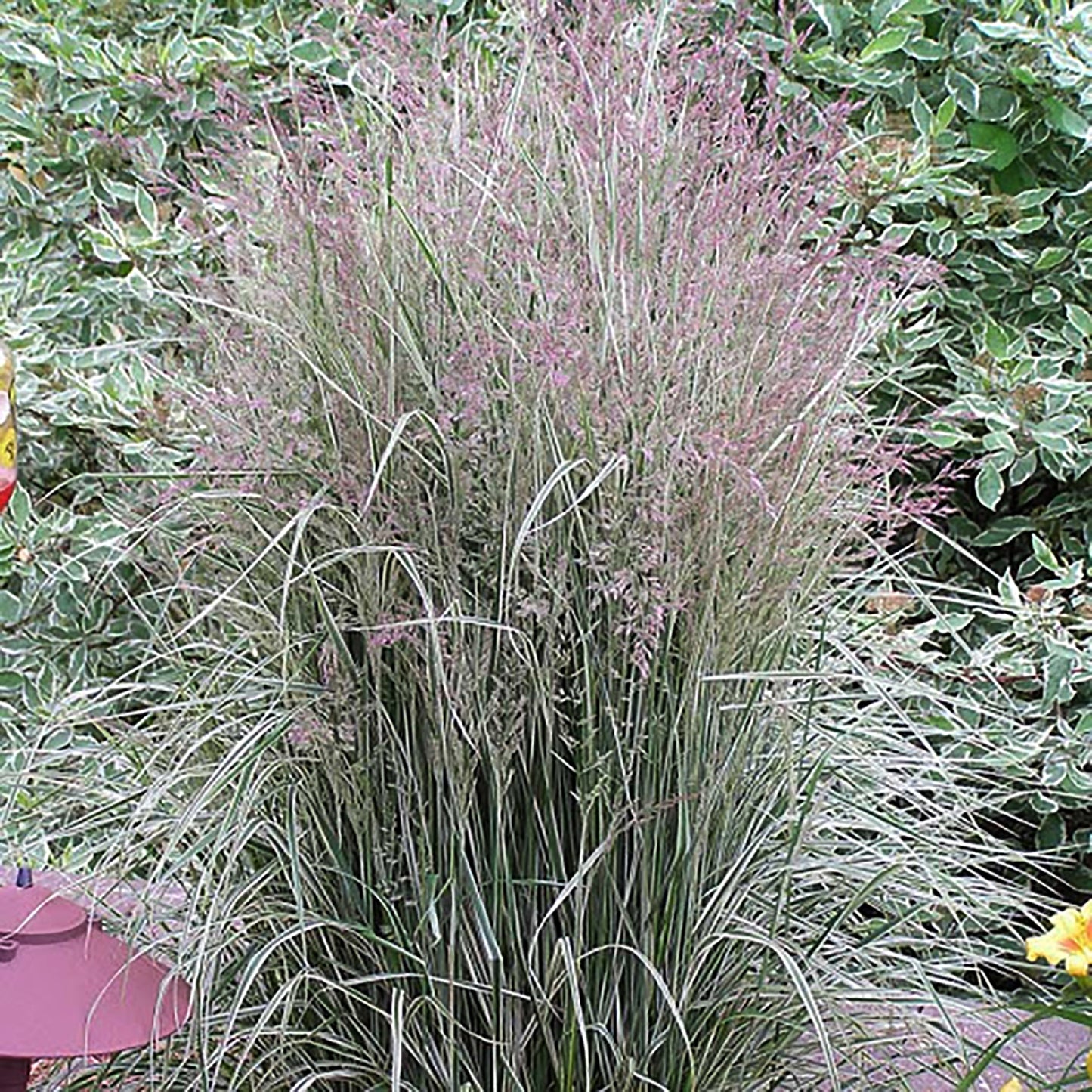 Lightning Strike™ Reed Grass