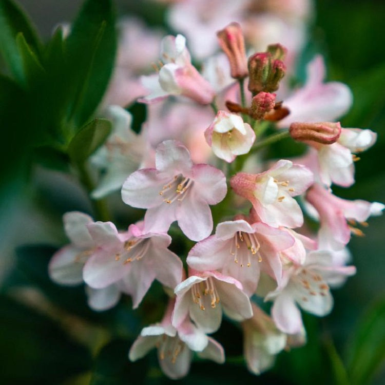 Bloombux® Blush Rhododendron