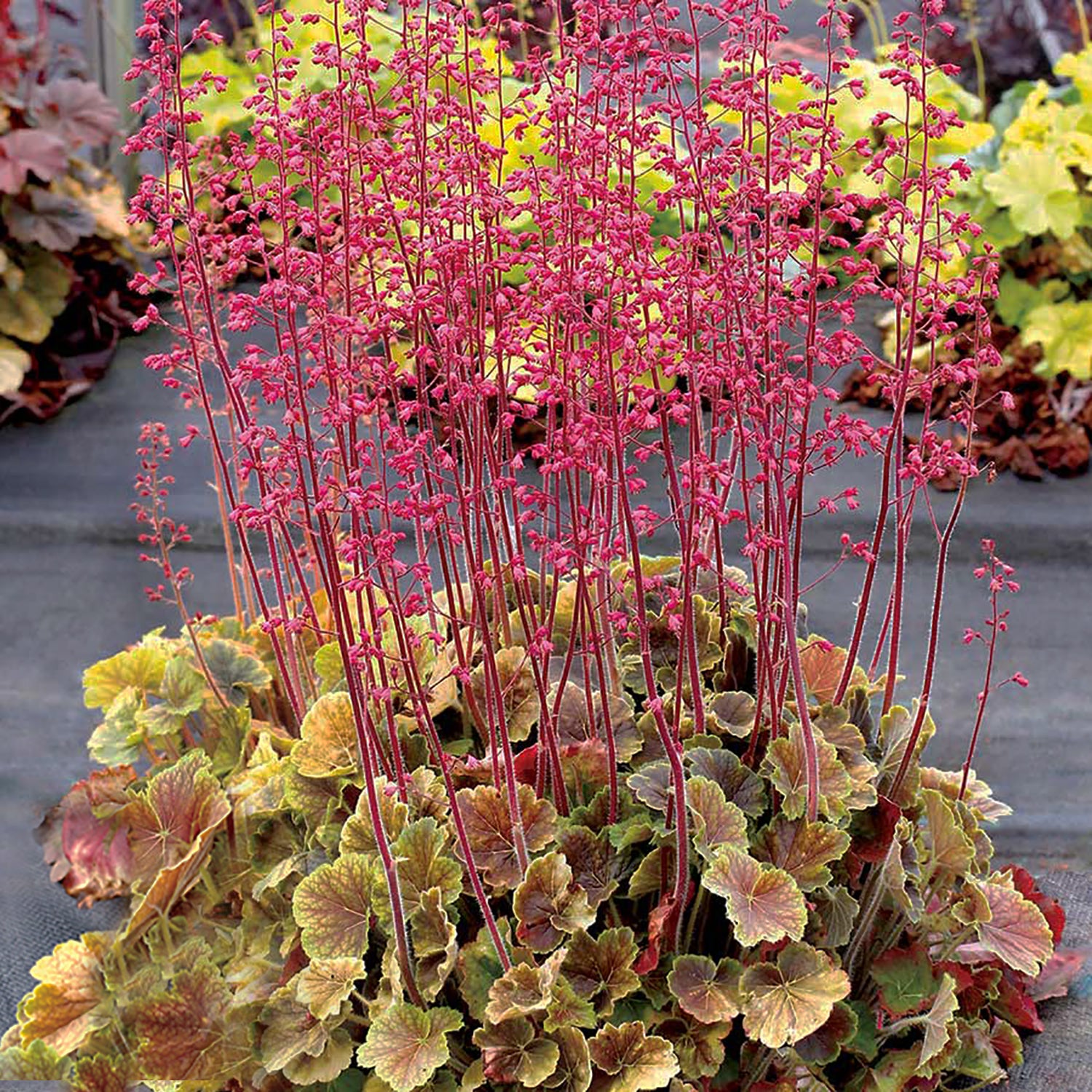 Sienna Coral Bells