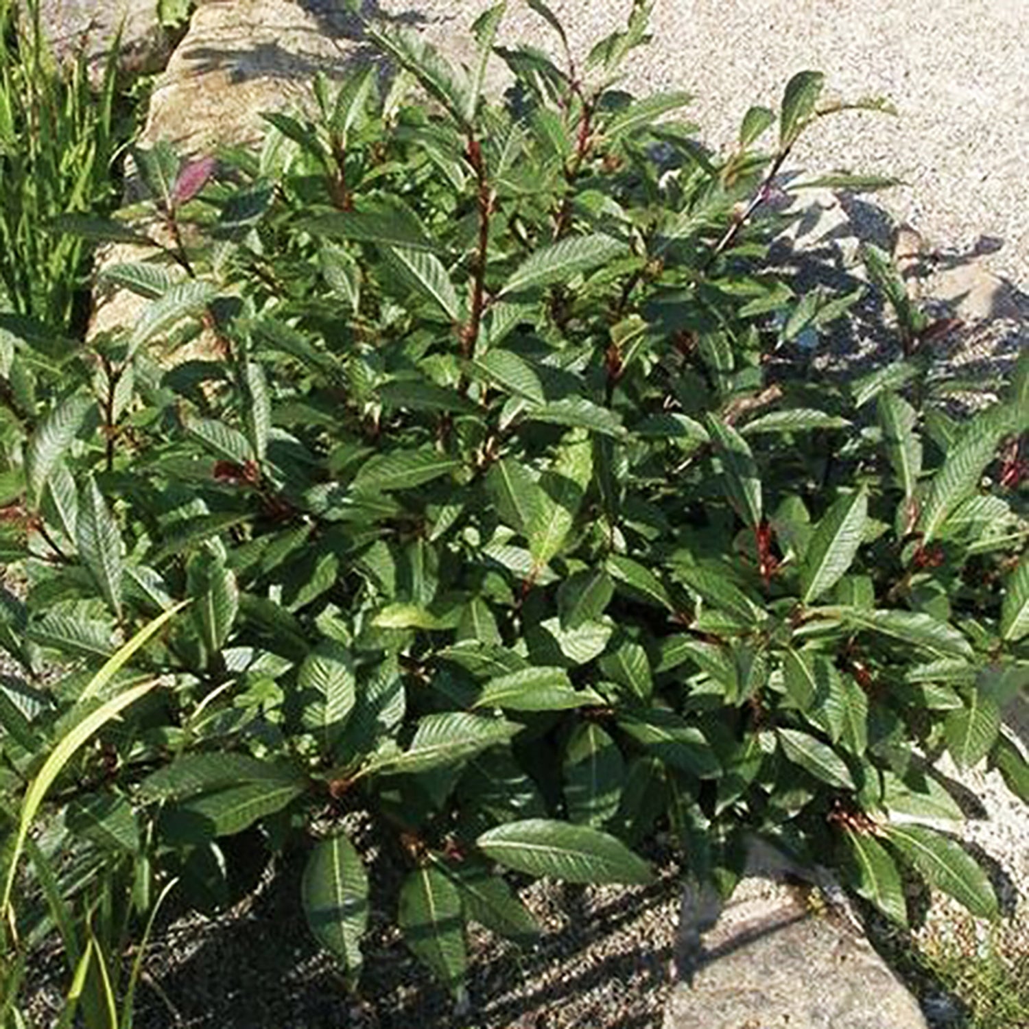 Beaked Willow