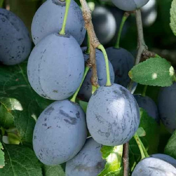 Vanette European Plum Tree