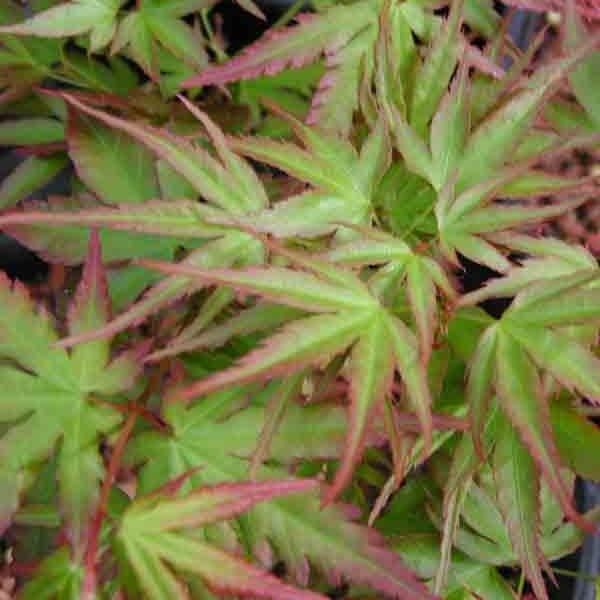 Kamagata Japanese Maple