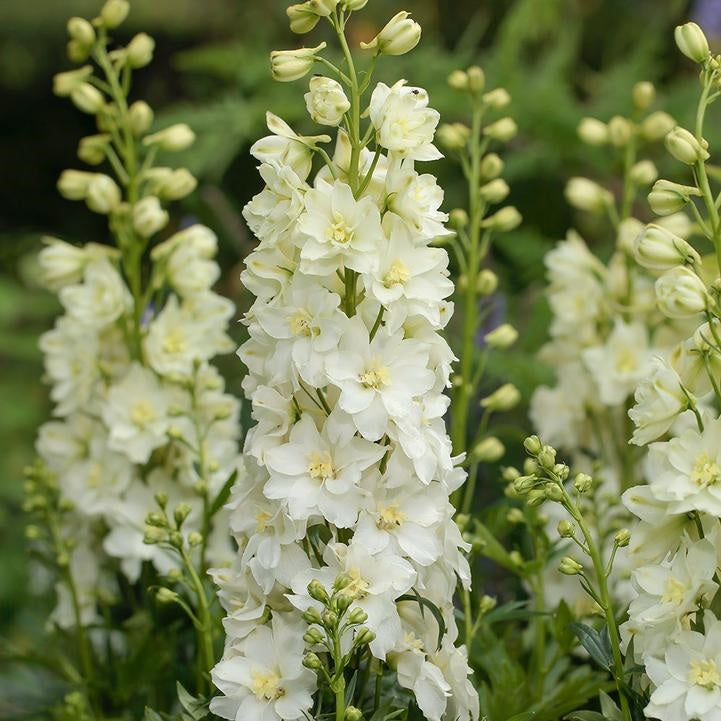 Neva Larkspur