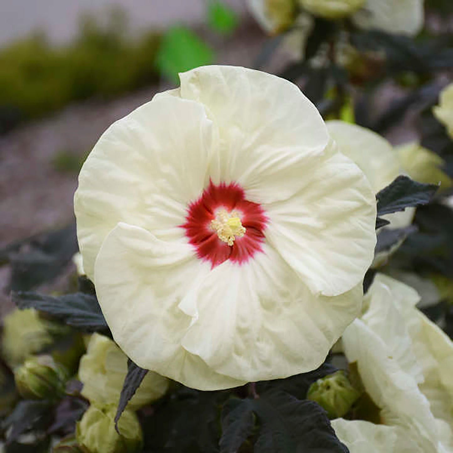 French Vanilla Rose Mallow