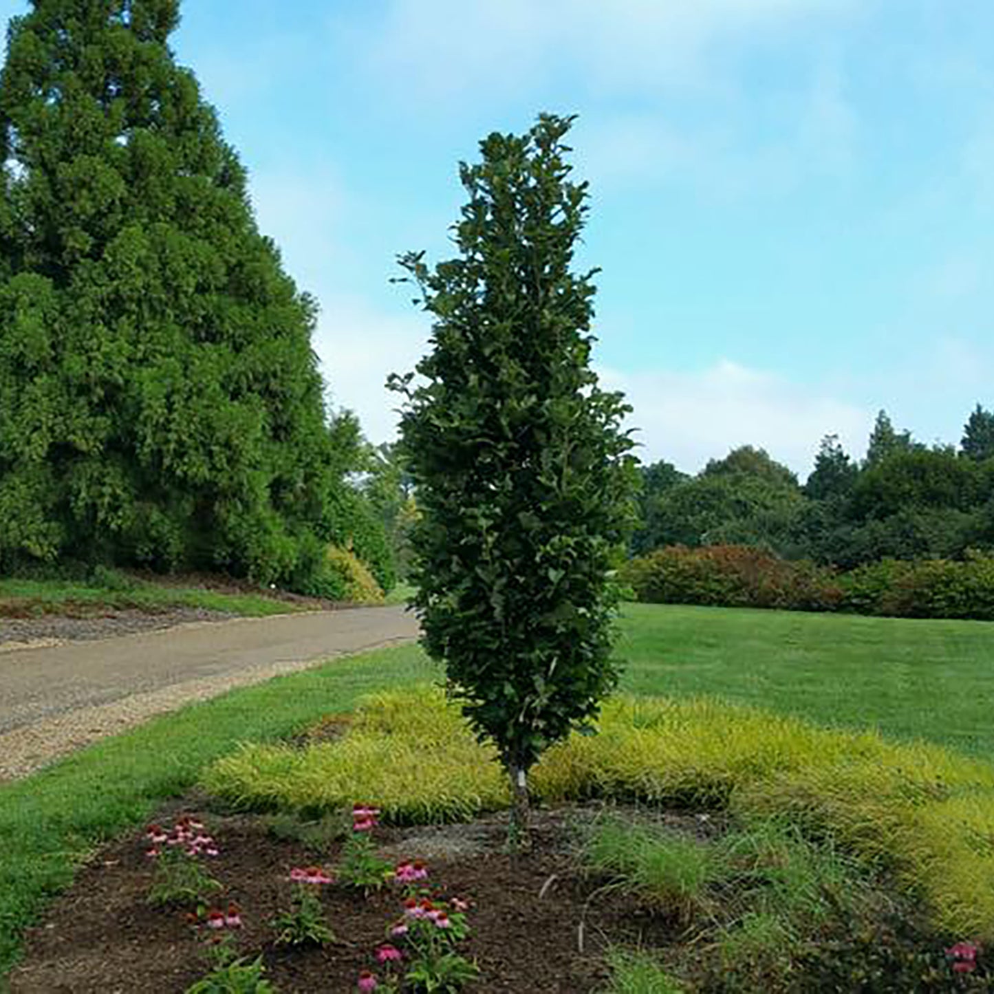 Kindred Spirit™ Hybrid Oak