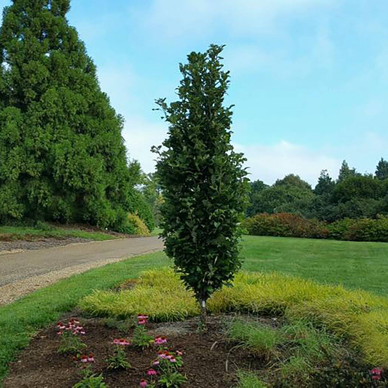 Kindred Spirit™ Hybrid Oak