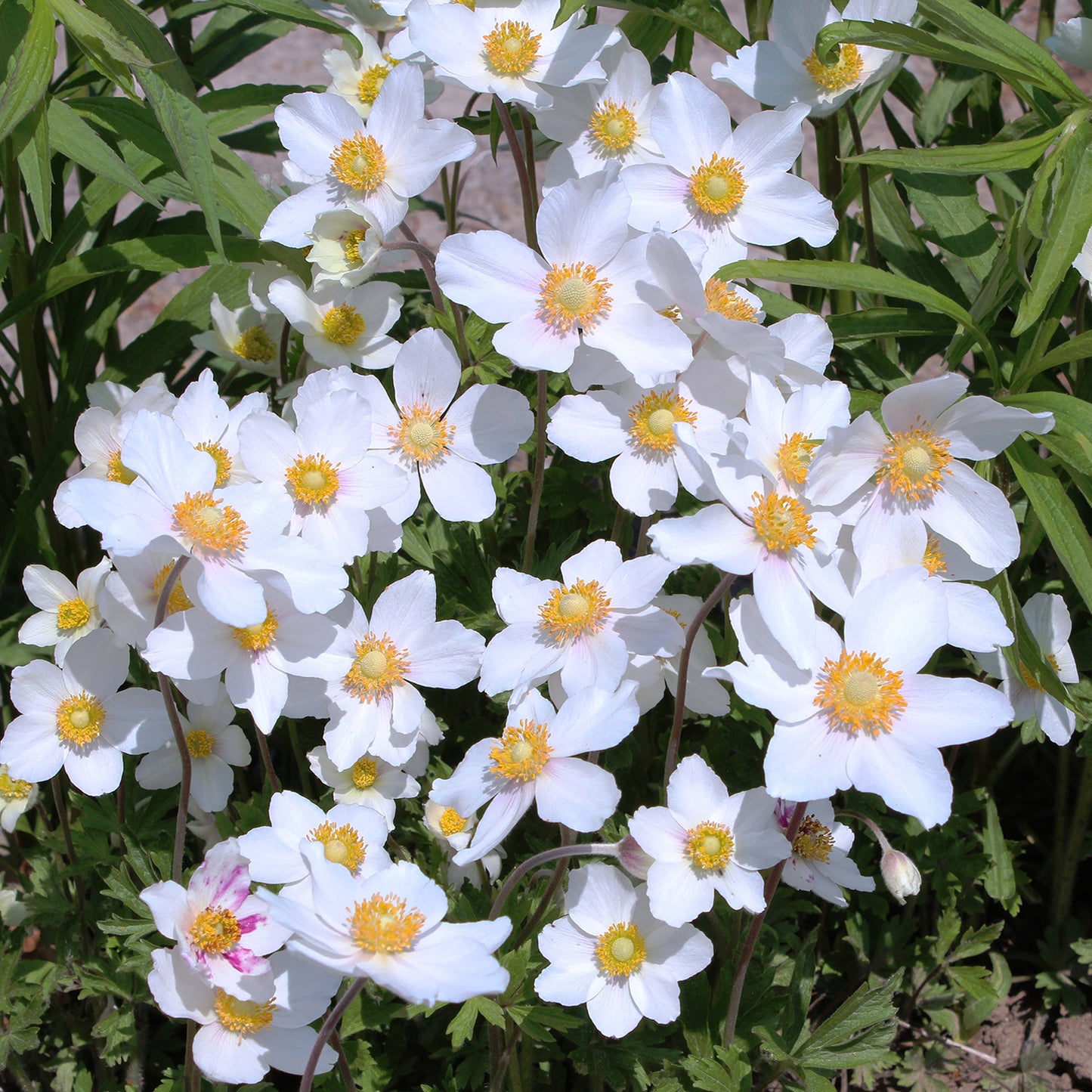 Snowdrop Windflower