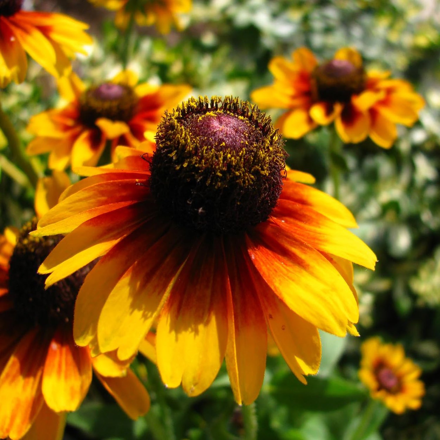 Toto Rustic Daisy