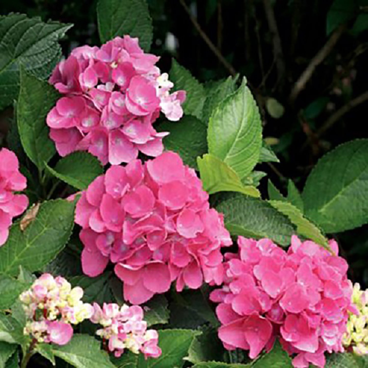Venice Bigleaf Hydrangea