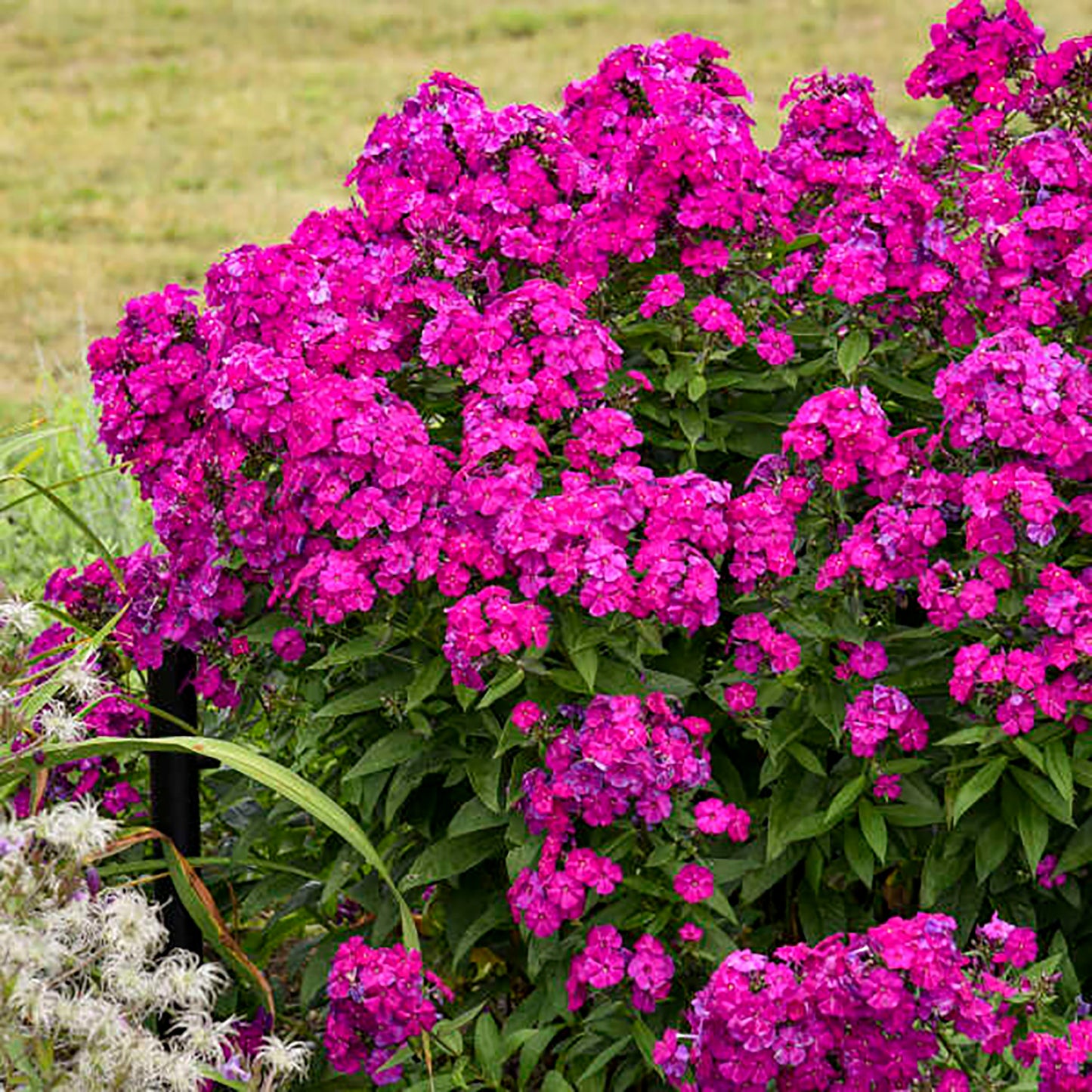 Ultraviolet Garden Phlox
