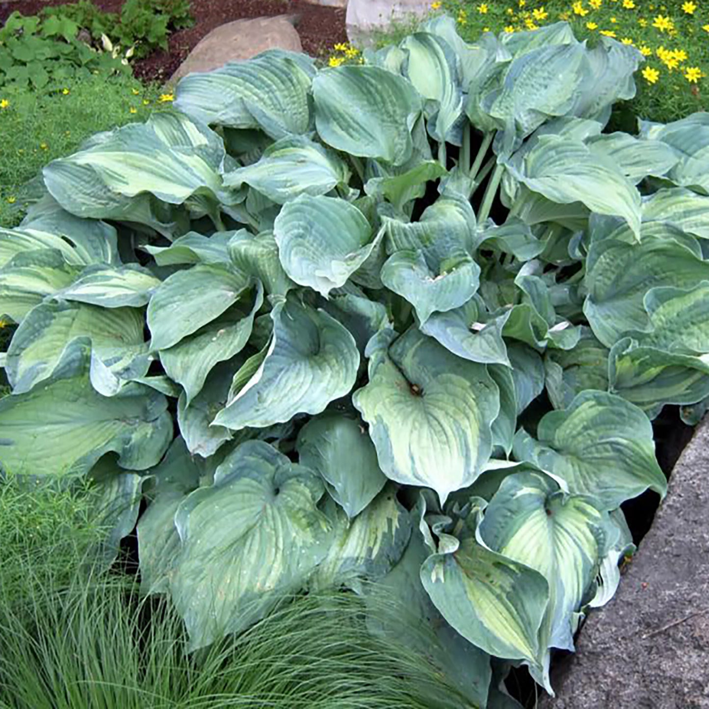 Guardian Angel Plantain Lily