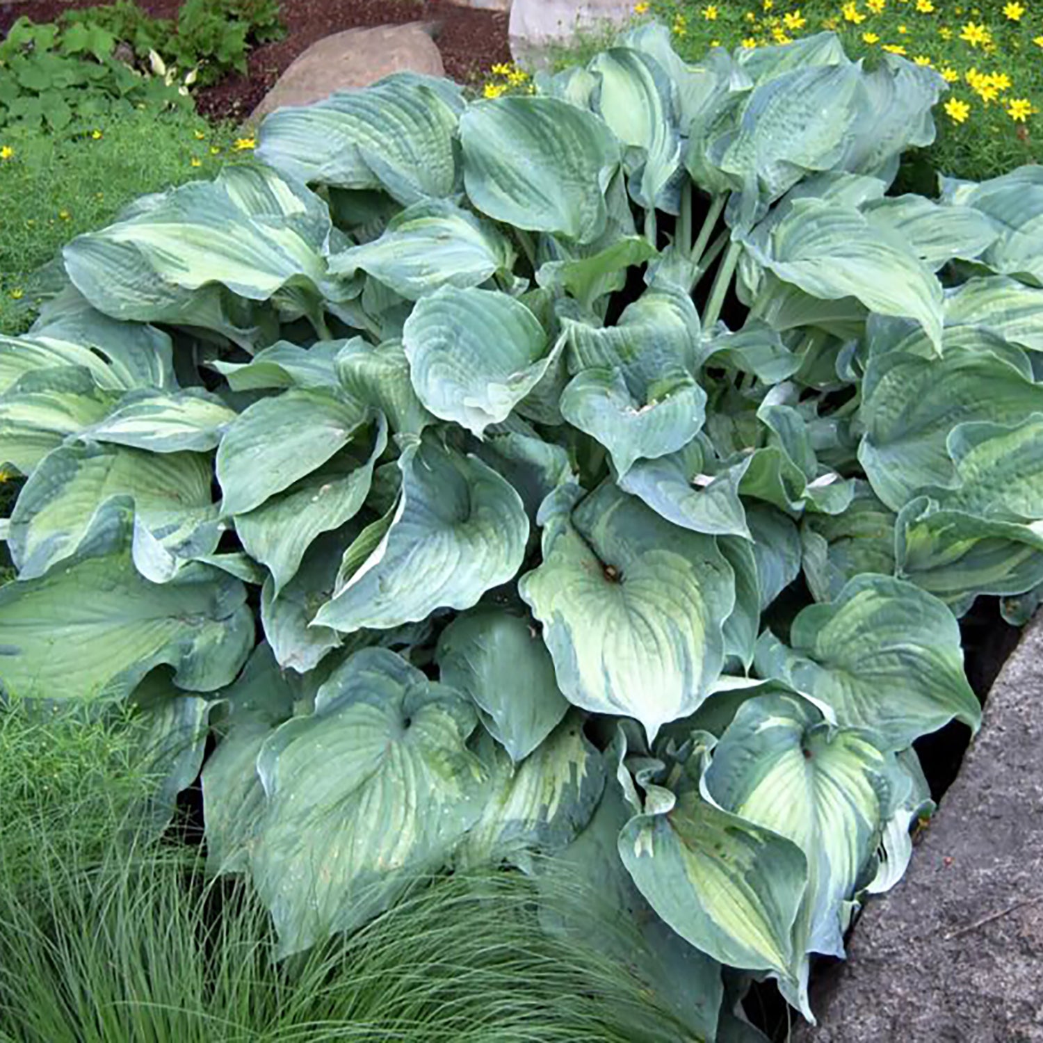 Guardian Angel Plantain Lily