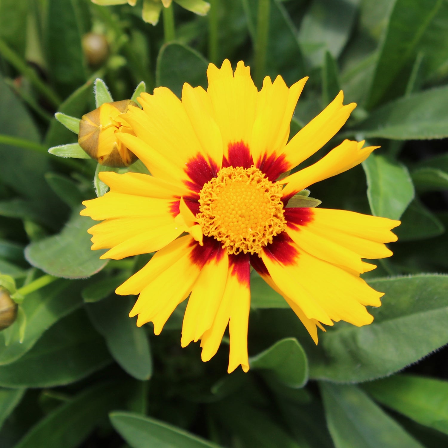 Baby Sun Tickseed