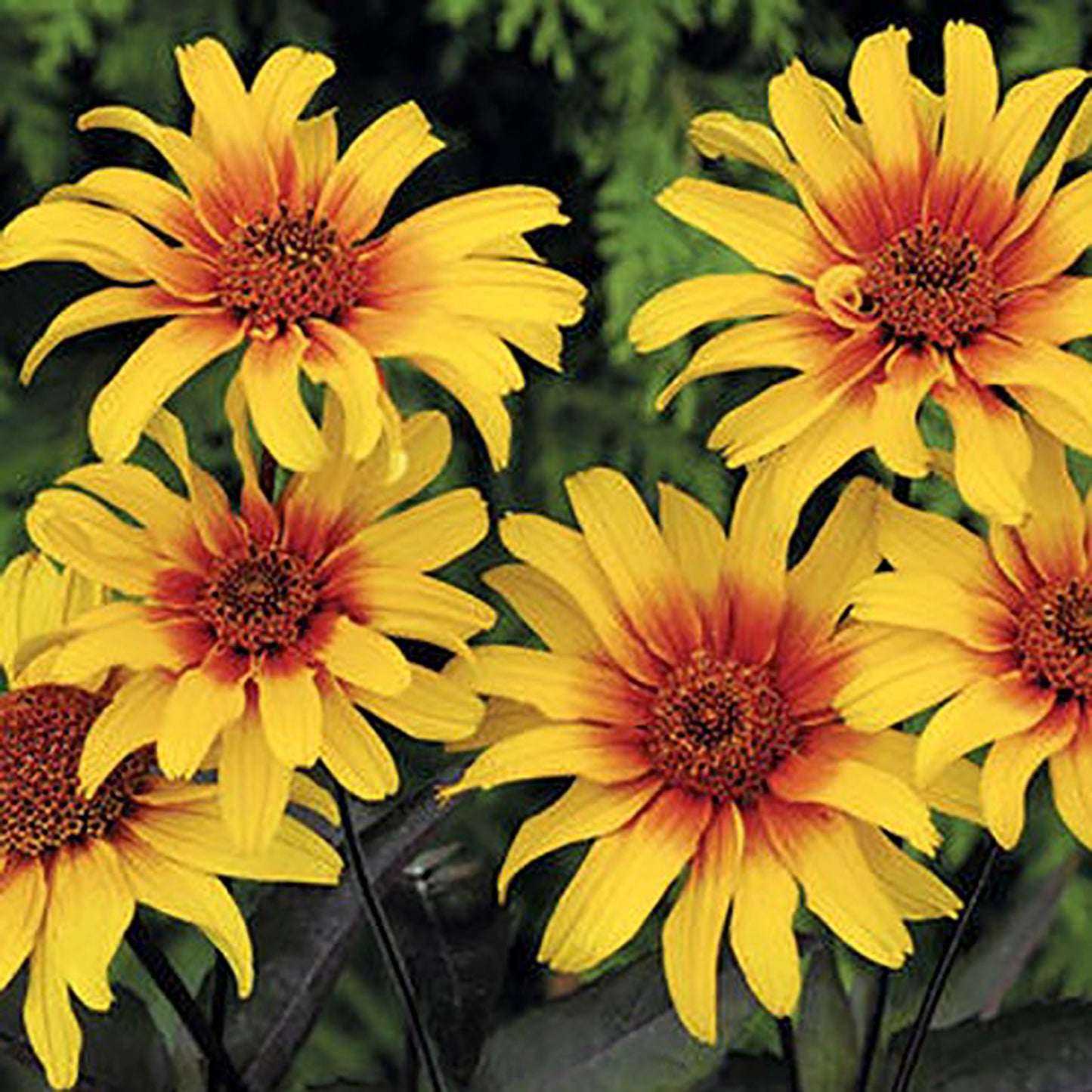 Burning Hearts False Sunflower