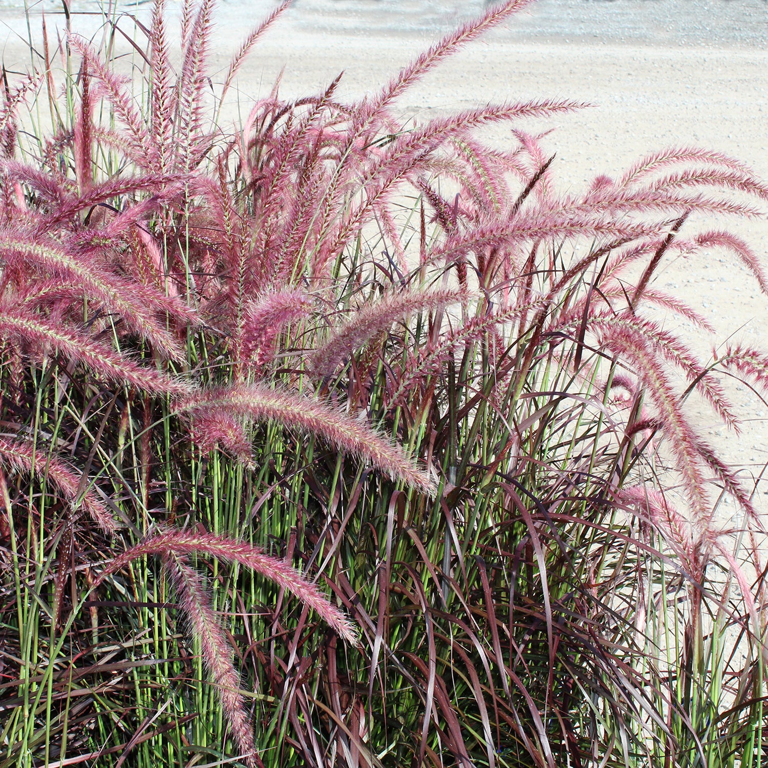 Purple Fountain Grass