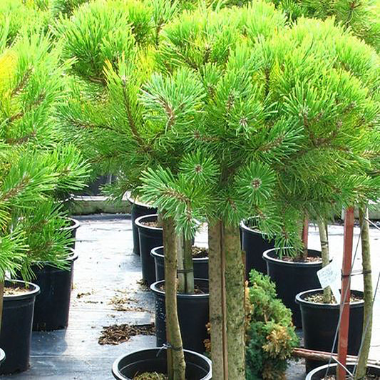 Winter Gold Mugo Pine