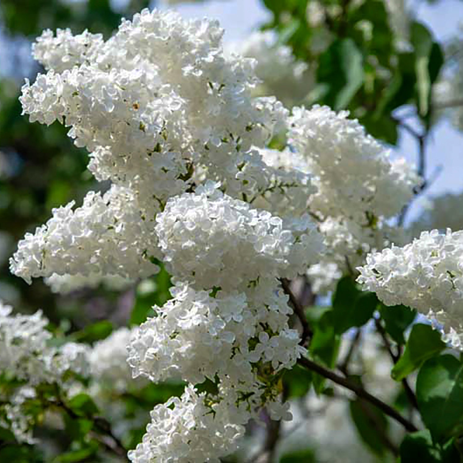 Bridal Memories French Lilac
