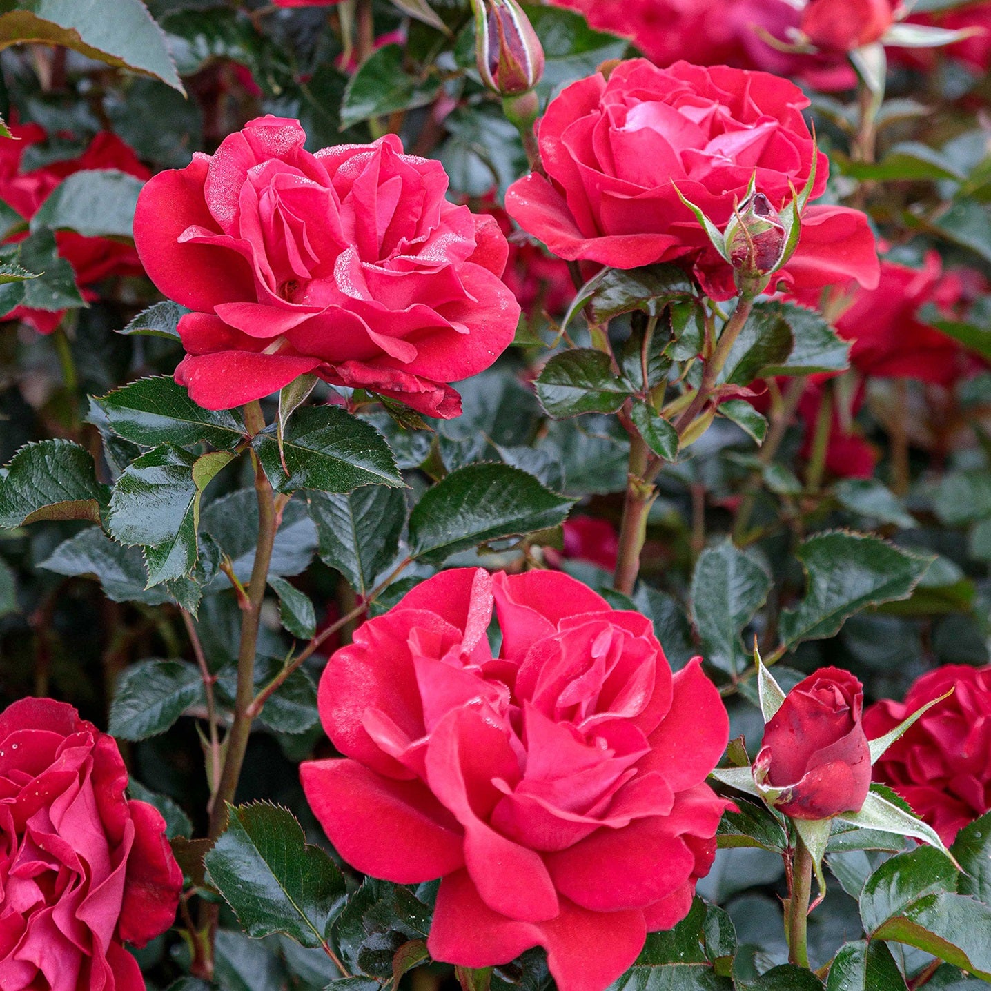 Ruby Red™ Grandiflora Rose