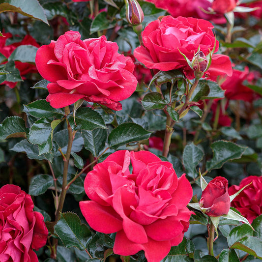 Ruby Red™ Grandiflora Rose