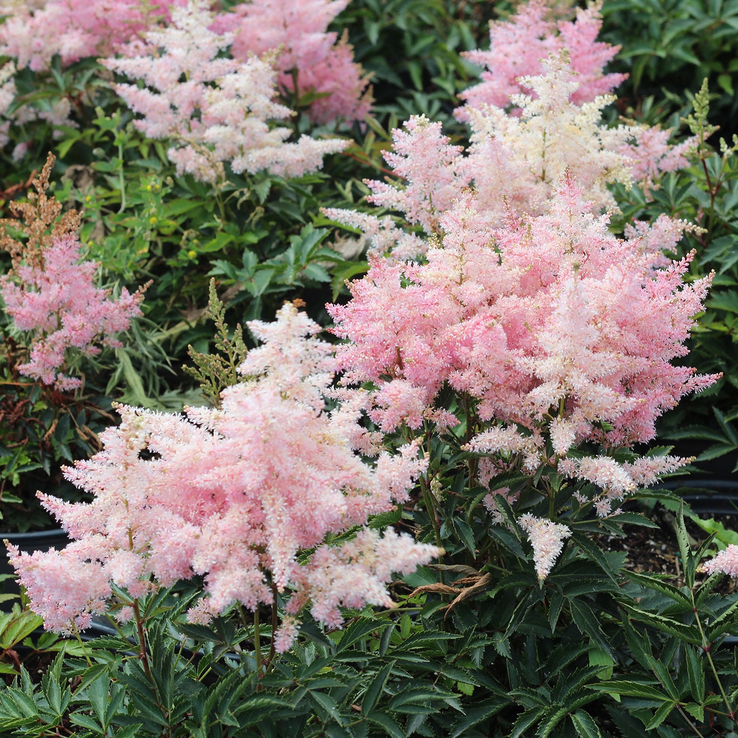Younique Silvery Pink False Spirea